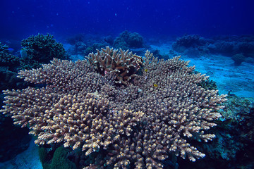Obraz premium coral reef underwater / lagoon with corals, underwater landscape, snorkeling trip