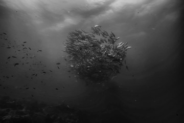 black white fish group / underwater nature poster design