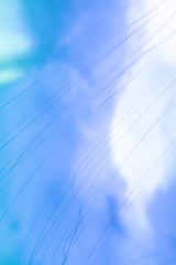 Colorful and beautiful jellyfish