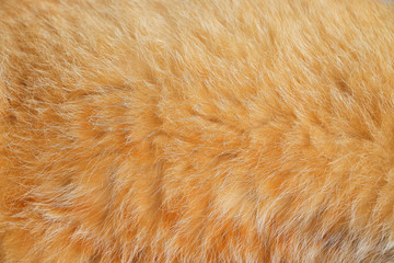 Close up smooth brown cat fur