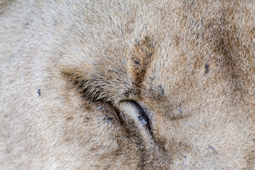 lion in Serengeti