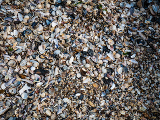 Small pebbles and shells on the beach