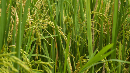 Fototapeta na wymiar rice field in the morning