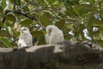 parrot on a branch