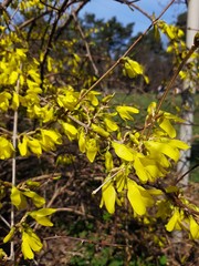 A yellow flowers