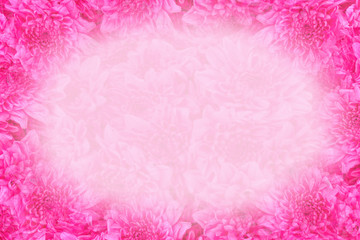 Close up pink rose flowers background
