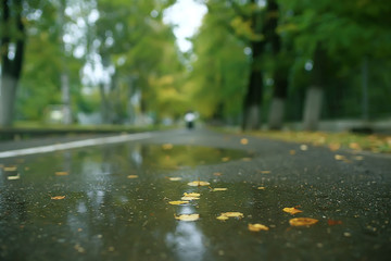 Fototapeta premium fall wet leaves background / autumn background, yellow leaves fallen from the trees, fall of the leaves, autumn park