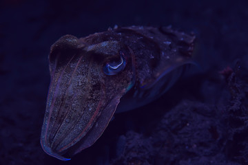cuttlefish underwater / underwater world, marine life wildlife animal diving in the Pacific Ocean