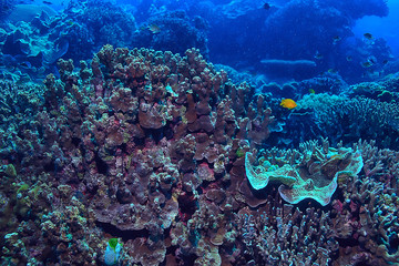 coral reef underwater / sea coral lagoon, ocean ecosystem