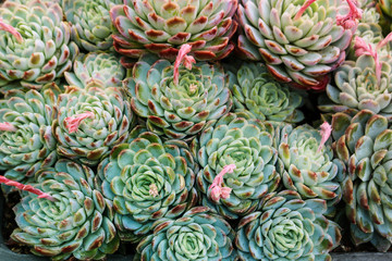 Green background of succulents.