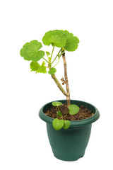 Young flower in the green pot