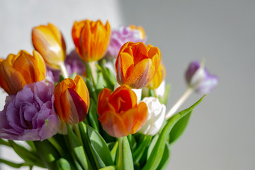 Fototapeta premium Bouquete of colorful spring tulips in a sunny day