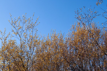 Autumn day in Arkhangelsk. View of the river Northern Dvina and river port in Arkhangelsk.