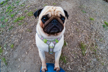 Fototapeta premium Pug walks in early spring.