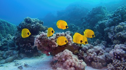 Beautiful underwater scenery - coral reef and shoal of yellow masked butterfly fish, blue-cheeked...