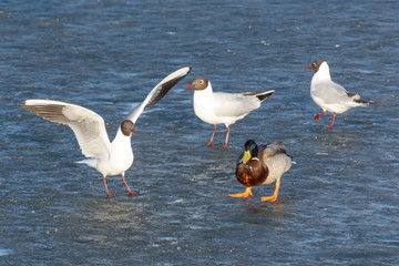 Fototapeta na wymiar Black-headed Gull with Mallard Drake on Ice.