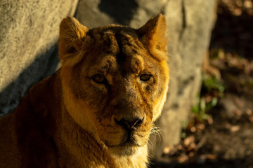 Zootiere Aalborg, Dänemark