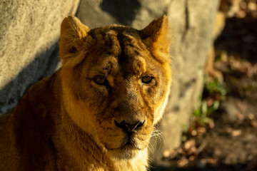 Obraz premium Zootiere Aalborg, Dänemark