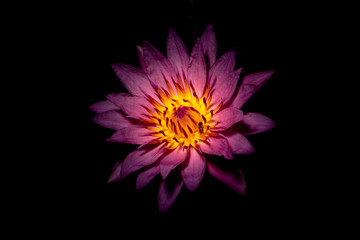 violet lotus flower 