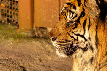 Zootiere Aalborg, Dänemark