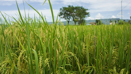 Fototapeta premium rice field in the morning