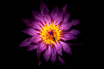 violet lotus flower 