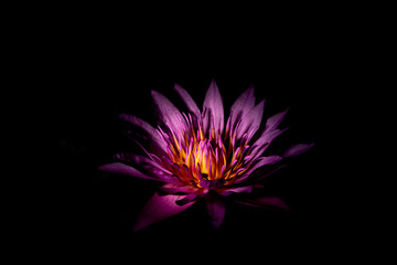 violet lotus flower 