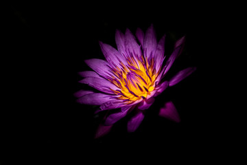 violet lotus flower 