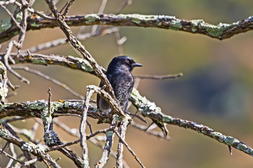 Side view of Fork-tailed Drongo bird