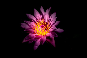 violet lotus flower 