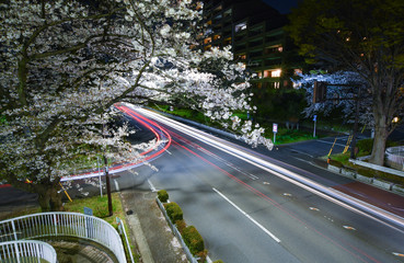 夜桜