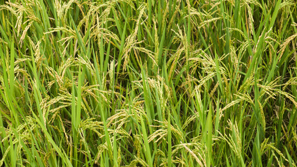 rice field in the morning
