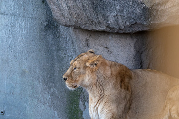 Zootiere Aalborgnemark   