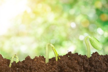 Growth of new life on  background