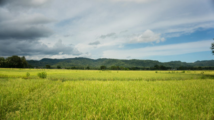Obraz premium rice field in the morning