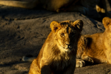 Naklejka premium Zootiere Aalborg, Dänemark