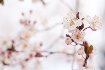 Cherry Blossom or Sakura flower on nature background.