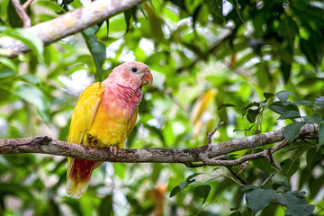 A very peculiar little lovebird rests on a branch. Captured in a forest near the Caribbean sea coast of Cartagena, Colombia.