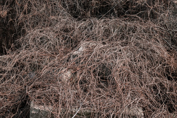 Thick thickets on top of concrete blocks