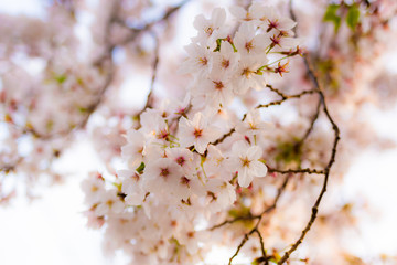 日本の桜