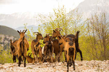 goats brown black on  the mountain tzoumerka ioannina greece