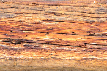 Obraz na płótnie Canvas Close-up of bark and pattern on the side of an old log