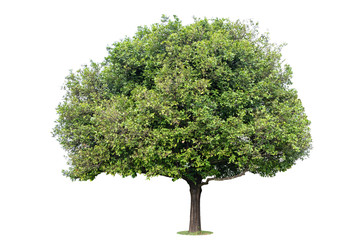 The big and green tree isolated on white background. Beautiful and robust trees are growing in the forest, garden or park.