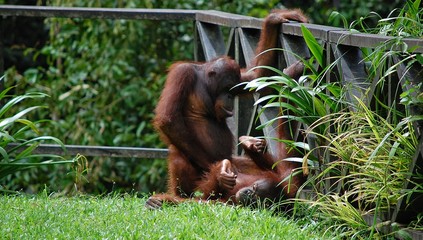 Orangutan couple © Samuel