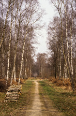 Bouleau verruqueux, Betula verrucosa, Forêt de Gros Bois, 94, Val de Marne