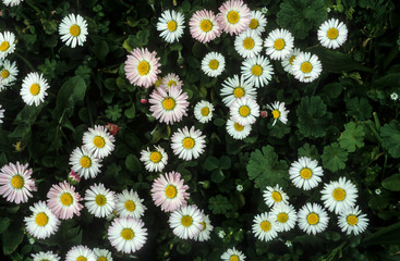 paquerette, bellis perennis © JAG IMAGES