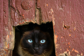Dark cat in a hole with clear eyes