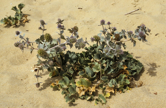 panicot maritime, eryngium maritimum