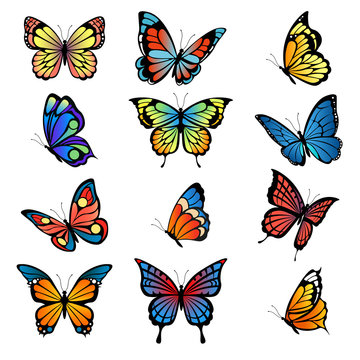 Colored butterflies. Vector pictures of butterflies set. Butterfly summer with colored pattern wings illustration