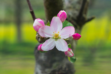 white and pink flowers on a branch with lots of light in the field